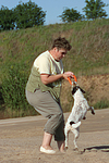 hundefotos parson_russell_terrier