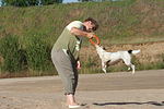 hundefotos parson_russell_terrier