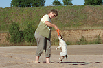 hundefotos parson_russell_terrier
