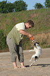 hundefotos parson_russell_terrier
