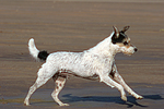 hundefotos parson_russell_terrier