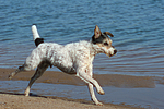 hundefotos parson_russell_terrier