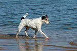 hundefotos parson_russell_terrier