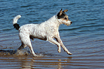 hundefotos parson_russell_terrier