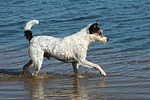 hundefotos parson_russell_terrier