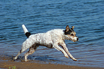 hundefotos parson_russell_terrier