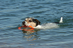 hundefotos parson_russell_terrier