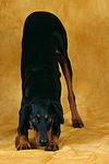 hundefotos dobermann