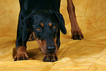 hundefotos dobermann