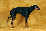 hundefotos dobermann