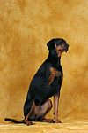 hundefotos dobermann