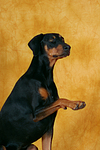 hundefotos dobermann