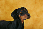 hundefotos dobermann
