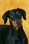 hundefotos dobermann