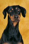 hundefotos dobermann