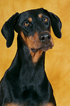 hundefotos dobermann