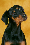 hundefotos dobermann