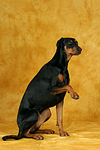 hundefotos dobermann