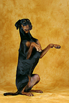 hundefotos dobermann