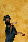 hundefotos dobermann