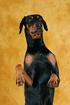 hundefotos dobermann