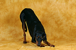 hundefotos dobermann