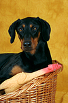 hundefotos dobermann