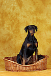 hundefotos dobermann