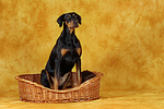 hundefotos dobermann