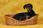 hundefotos dobermann