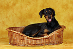 hundefotos dobermann