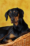 hundefotos dobermann