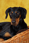 hundefotos dobermann