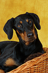 hundefotos dobermann