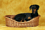 hundefotos dobermann