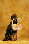 hundefotos dobermann