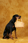 hundefotos dobermann