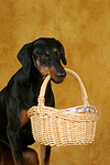 hundefotos dobermann