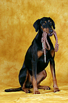 hundefotos dobermann