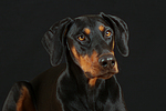 hundefotos dobermann