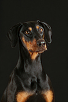 hundefotos dobermann