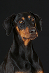 hundefotos dobermann