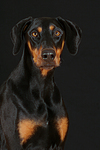 hundefotos dobermann