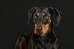 hundefotos dobermann