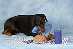 hundefotos dobermann