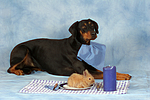 hundefotos dobermann
