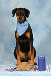 hundefotos dobermann