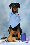 hundefotos dobermann