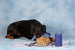 hundefotos dobermann