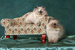 katzenfotos perser_colourpoint